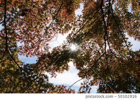 tree plant with green limb leaf from bottom view 50102916