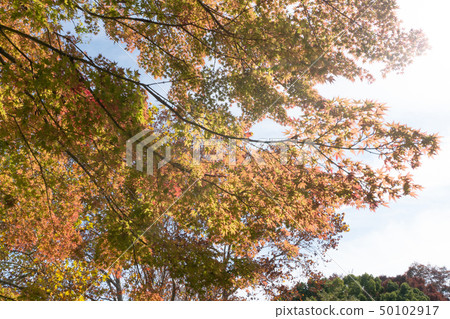 tree plant with green limb leaf from bottom view 50102917