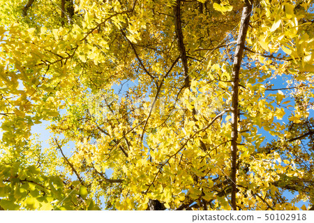 tree plant with green limb leaf from bottom view 50102918