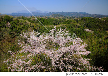Takeda City Spring Okajo-dori cherry tree 50102975