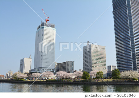 Sakura in Yokohama 50103046