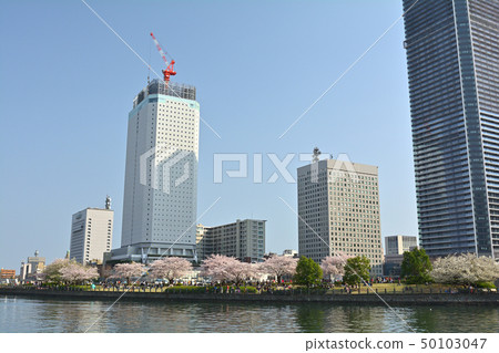 橫濱的櫻花 50103047