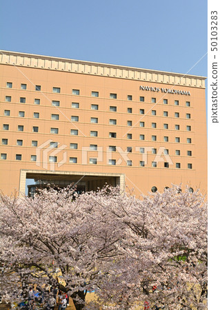 Sakura in Yokohama 50103283
