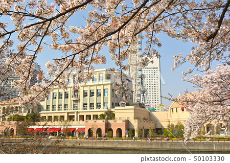 Sakura in Yokohama Sakura in Yokohama 50103330