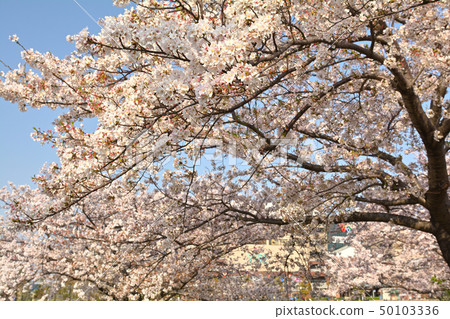 Sakura in Yokohama 50103336