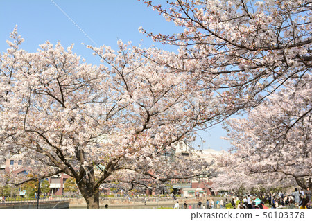 Sakura in Yokohama 50103378