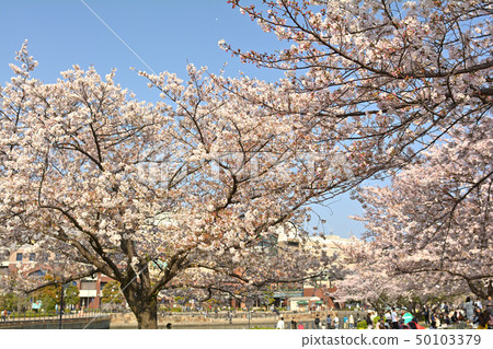 Sakura in Yokohama Sakura in Yokohama 50103379