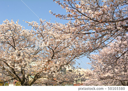 Sakura in Yokohama 50103380