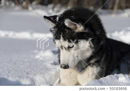 Siberian Husky dog is looking on snow, Siberian Husky dog is looking on snow, 50103606