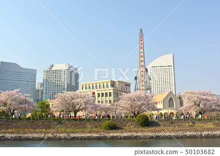 橫濱的櫻花 50103682