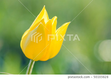 Close up Schrenck's tulip or Tulipa Tulipa schrenkii in the steppe 50103828