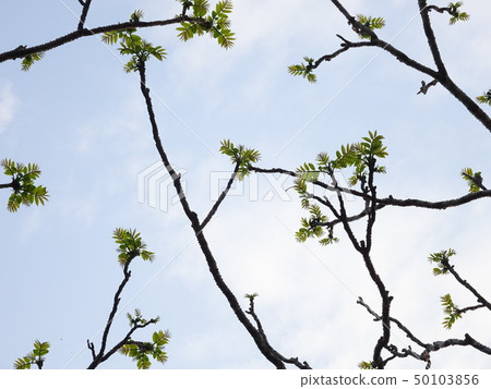 Cod sprouts in a blue sky-pattern 1/3 (no direction) 50103856