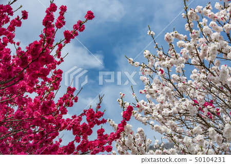 Nichigami Onsen Hanatomo 50104231