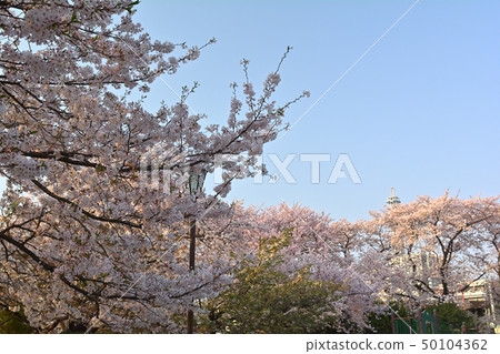 Yokohama and Kamonyama Park 50104362