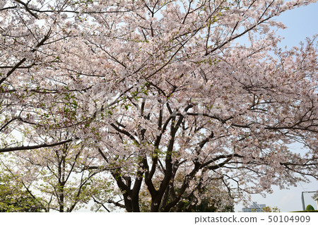 Yokohama · Yamate Sakura 50104909
