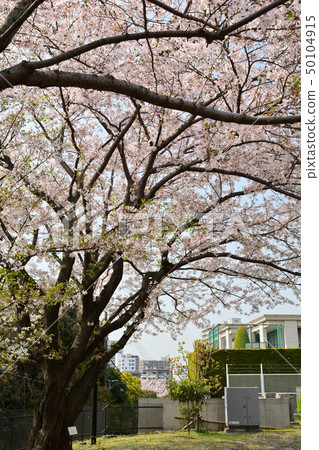 Yokohama · Yamate Sakura Yokohama · Yamate Sakura 50104915