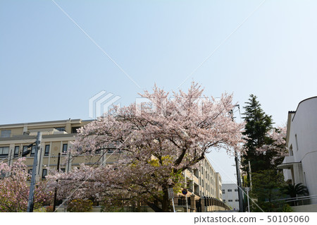Yokohama · Yamate Sakura 50105060