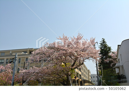 Yokohama · Yamate Sakura 50105062