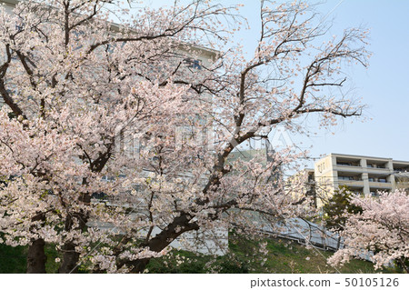 Yokohama · Yamate Sakura 50105126