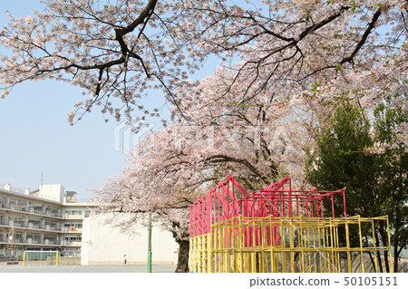 橫濱·山手櫻 50105151