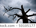 tree 50105177