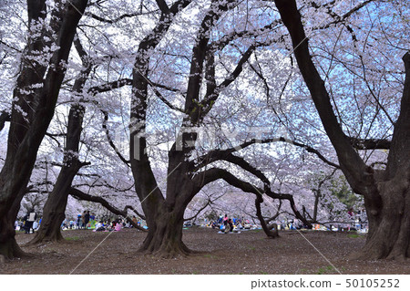 世田谷柏公園的櫻花和櫻花 50105252