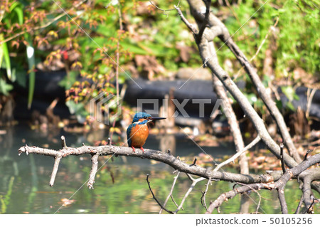 杉並/ Wadahori公園的翠鳥 杉並/ Wadahori公園的翠鳥 50105256