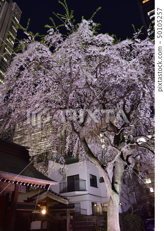 Nishi-Shinjuku和Josui的夜櫻花 50105257
