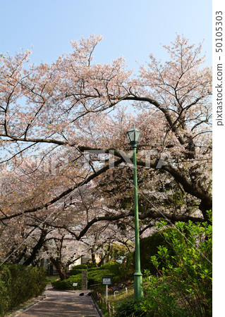 橫濱/山手公園 橫濱/山手公園 50105303