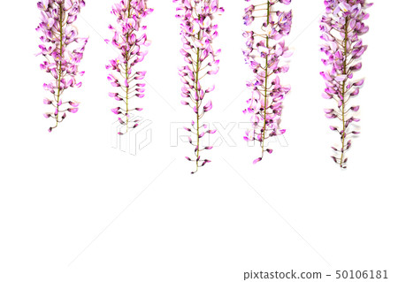 Violet wisteria flowers on white background. Violet wisteria flowers on white background. 50106181