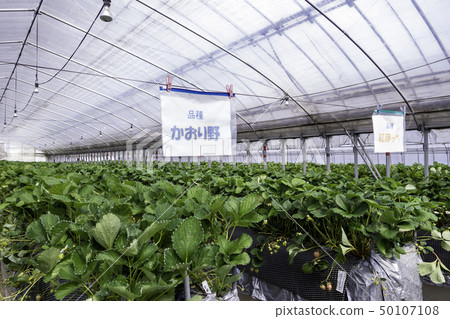Strawberry picking Strawberry cultivation Plastic greenhouse Strawberry picking Strawberry cultivation Plastic greenhouse 50107108