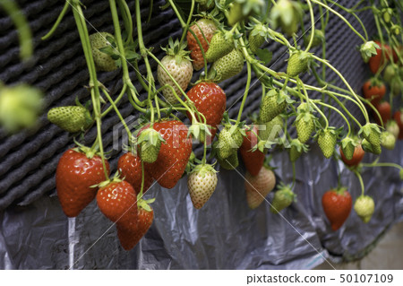 草莓採摘草莓耕種塑料溫室 50107109