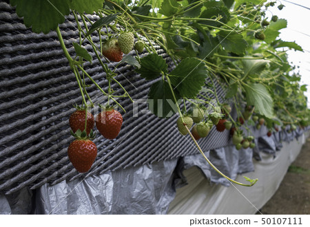 草莓採摘草莓耕種塑料溫室 50107111