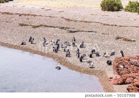 Magellanic penguins. Punta Tombo penguin colony, Magellanic penguins. Punta Tombo penguin colony, 50107986