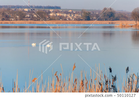 View on the peaceful lake with white swans View on the peaceful lake with white swans 50110127