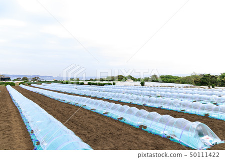 場（春天） 50111422