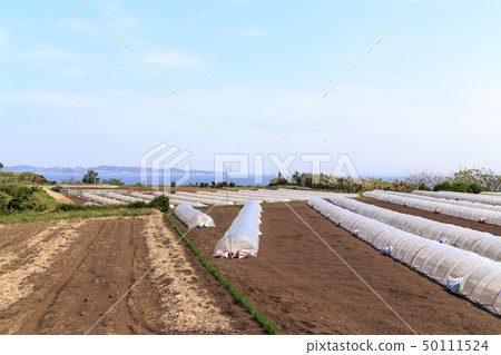 Field (spring) 50111524