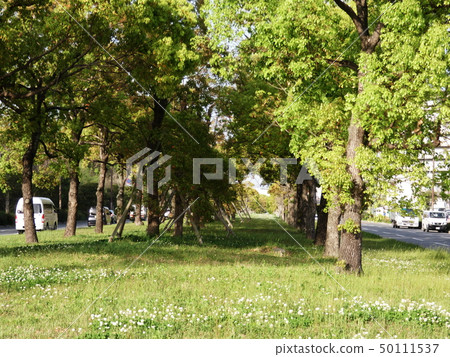 Green zone of sunbeams 50111537