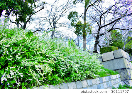 Spring in Osaka 50111707