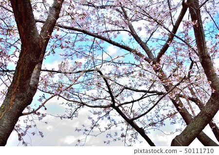 Sakura and sky Sakura and sky 50111710
