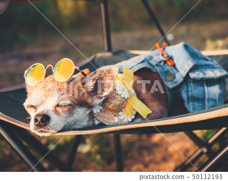 Chihuahua wearing sunglasses and straw hat lies in a hammock near a beach enjoying the sun 50112193