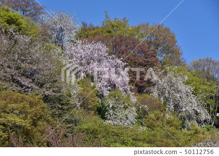 櫻花在禪宗寺廟在春天 50112756