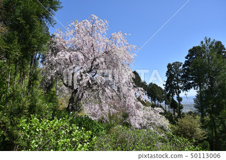 Cherry blossoms in the Zen temple in spring 50113006