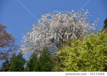 Cherry blossoms in the Zen temple in spring Cherry blossoms in the Zen temple in spring 50113009