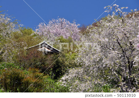 Cherry blossoms in the Zen temple in spring Cherry blossoms in the Zen temple in spring 50113010