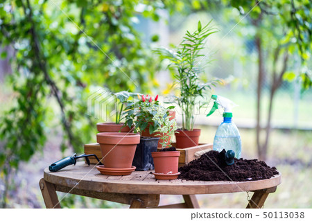 girl plants a plant 50113038