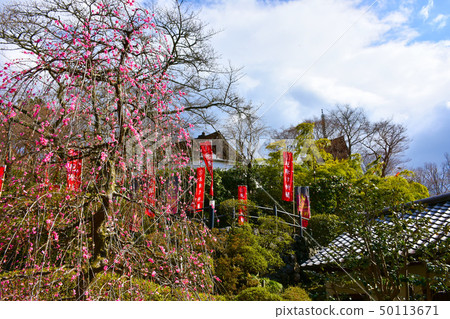 Okadera Ryujonoume梅花 Okadera Ryujonoume梅花 50113671