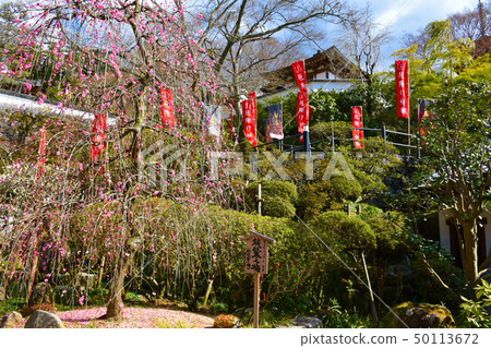Okadera Ryujonoume梅花 Okadera Ryujonoume梅花 50113672