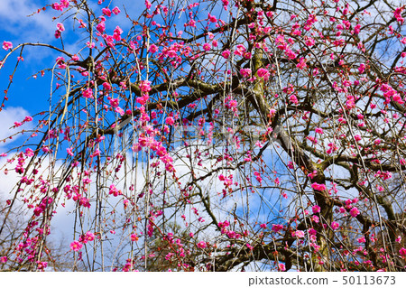 Okadera Ryujonoume梅花 Okadera Ryujonoume梅花 50113673