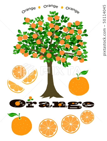 Orange and orange tree Orange and orange tree 50114045